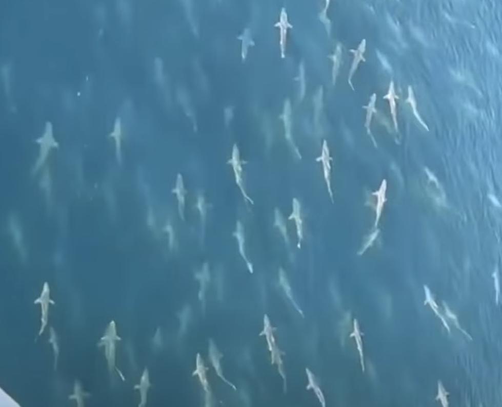 Large School of Sharks Seen Swimming Near Oil Rig in Gulf of Mexico [VIDEO]