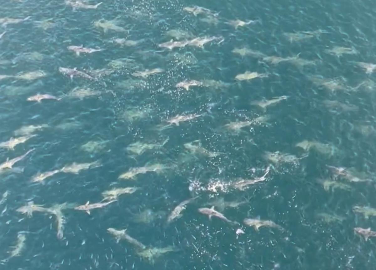 Large School of Sharks Seen Swimming Near Oil Rig in Gulf [WATCH]