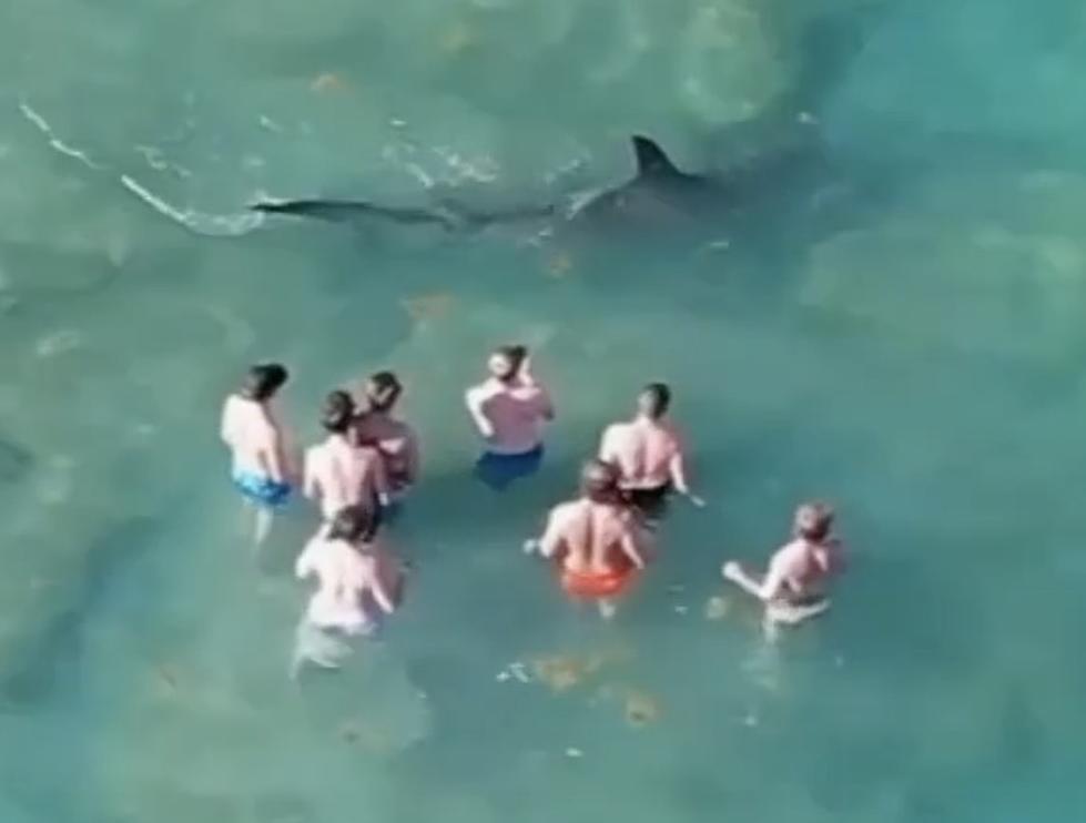 Large Shark Swims Very Close to Beachgoers in Florida [VIDEO]