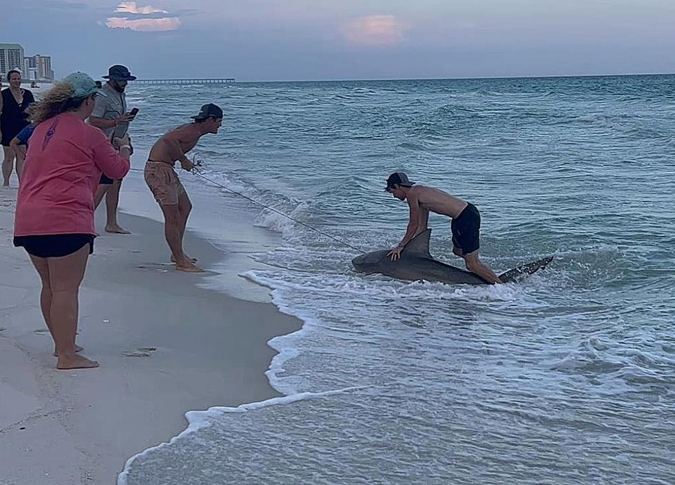 Beachgoers Catch Large Shark in Navarre Beach, Then Release It [PHOTOS]