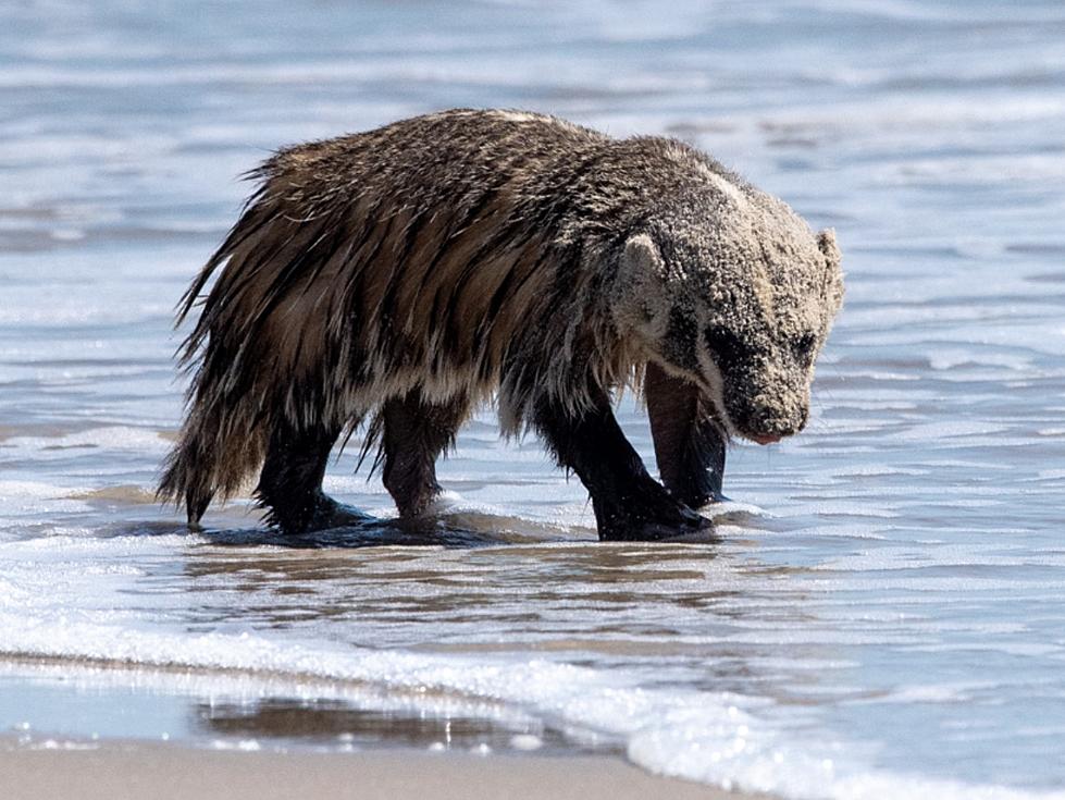 Texas Fisherman Greeted by Bizarre Visitor on Beach [VIDEO]