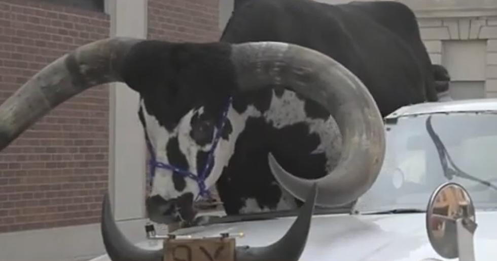 Shocking Video Shows Massive Bull in Front Seat of a Car 