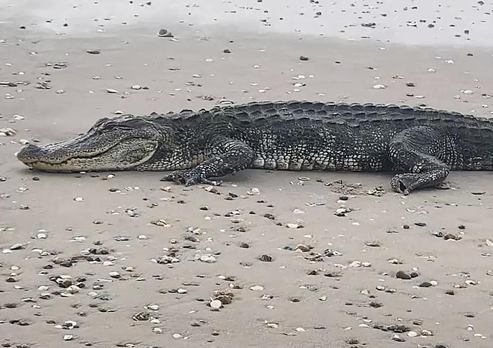 Alligator With Only Half a Face Doing Well at New Home