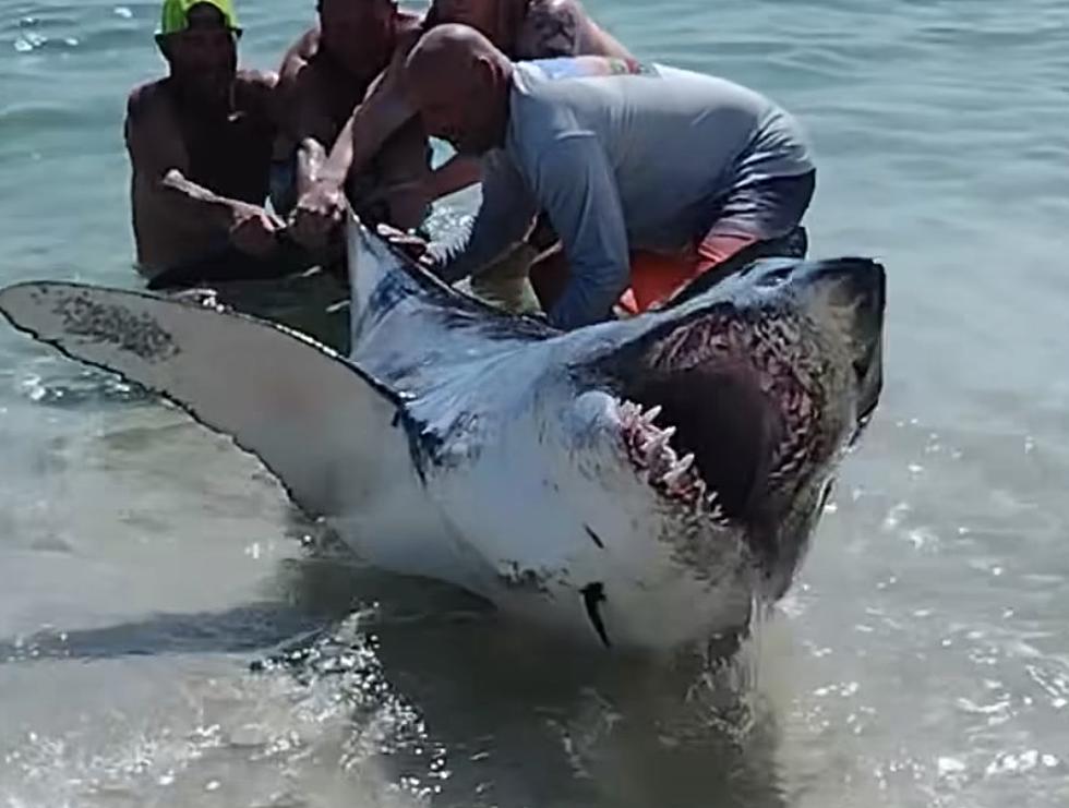 Watch as Beachgoers Rescue Large Shark on Beach in Pensacola