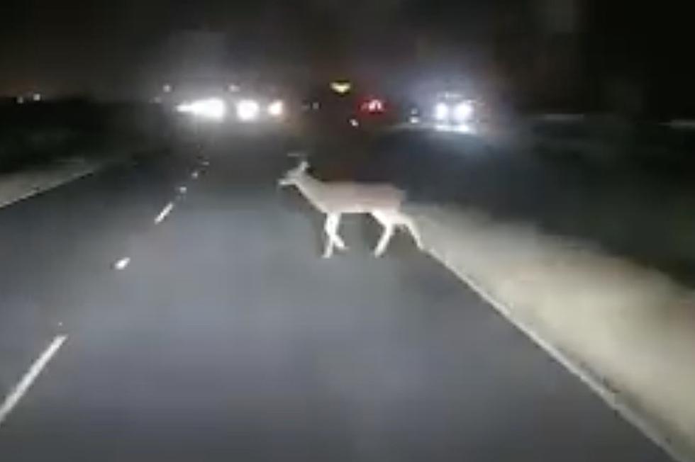 Graphic Video Shows Driver Hitting Deer on Louisiana Roadway