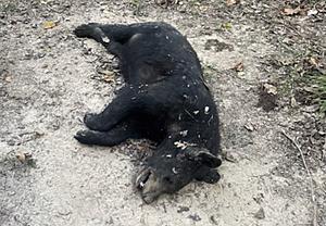 Reward Offered as Authorities Search for Person Who Shot Bear...