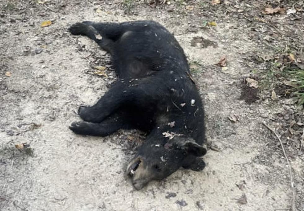Reward Offered as Authorities Search for Person Who Shot Bear in Louisiana