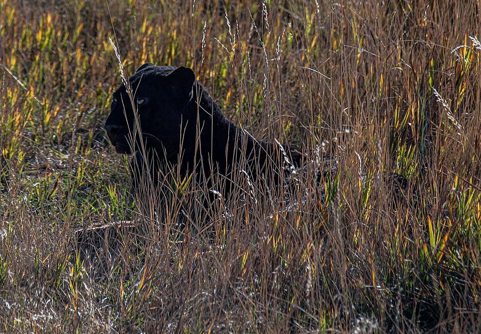 Some Believe a Black Panther is On The Loose in Central Louisiana