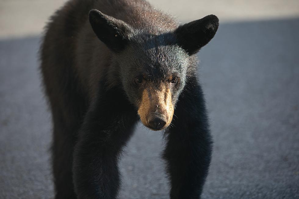 Black Bear and Cub Show Up Under Carport in New Iberia, Louisiana