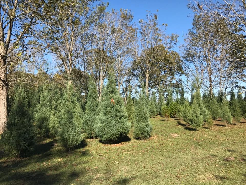 Christmas Tree Farm