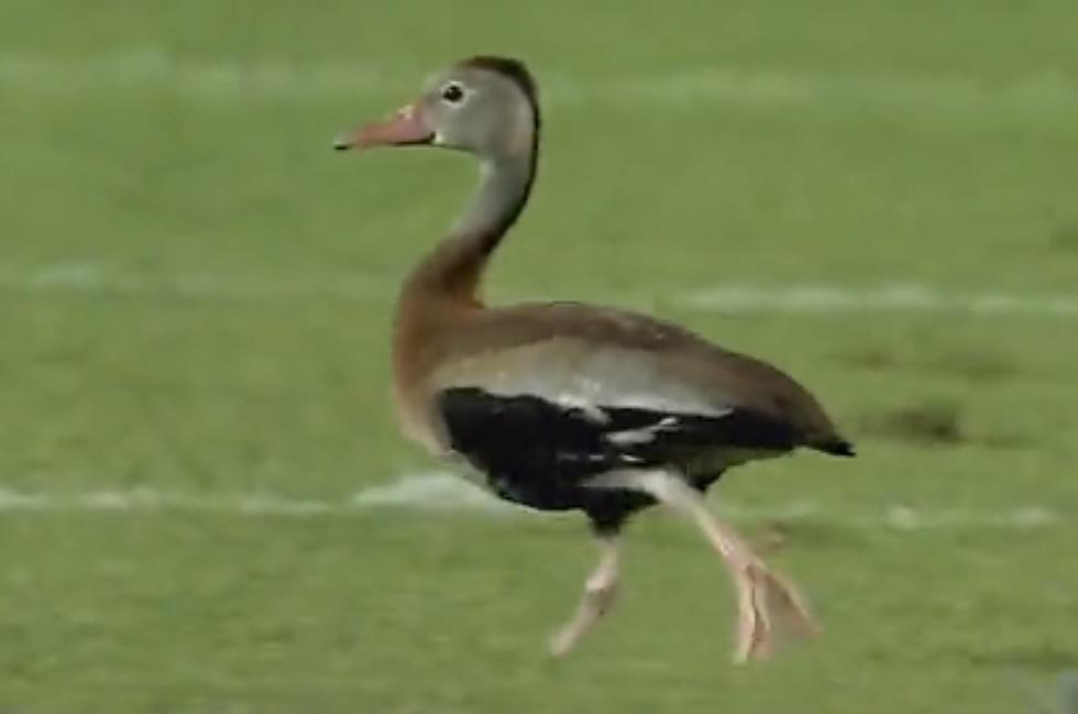 LSU Fan Catches Duck That Landed on Field and Then Into Stands