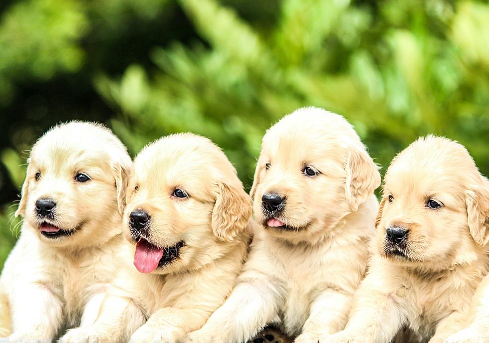 How Louisiana Residents Can Avoid the Heartbreak of Puppy Scams