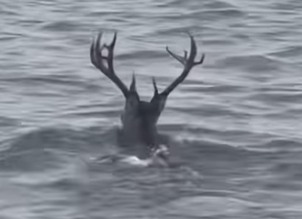 Video Shows Large Buck Swimming Off The Coast of Texas