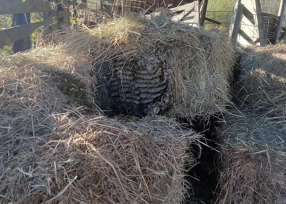 Louisiana Farmers Warned of Potential Threat in Bales of Hay