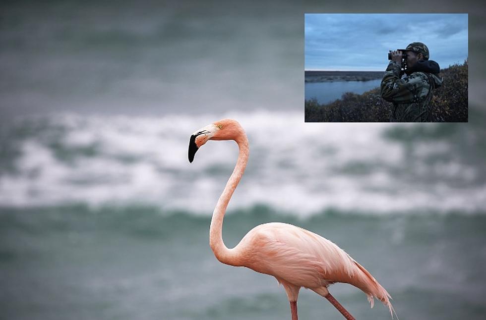 Louisiana Hunter Spots Pink Flamingo While Out on Water