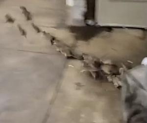 Disturbing Video Shows Dozens of Rats Running Out From Homeless...