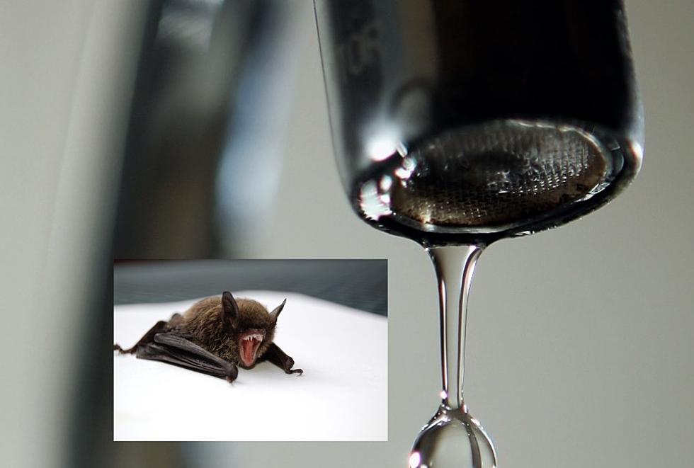Low Water Pressure and Bats Force School Closure in South Louisiana