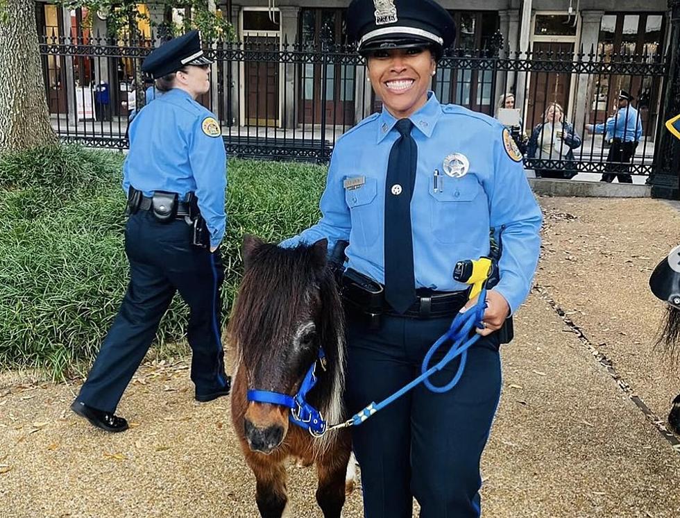 New Orleans Police Add One-Eyed Miniature Horse to Unit