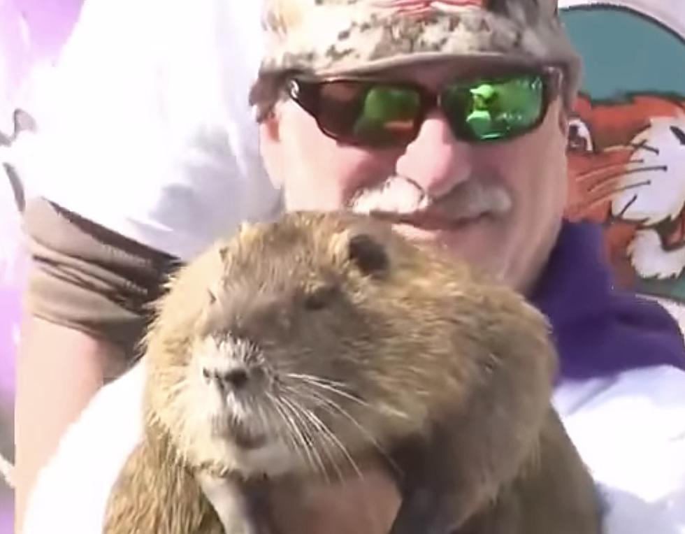 Nutria in Louisiana Mardi Gras Parade Attempts to Drink Champagne