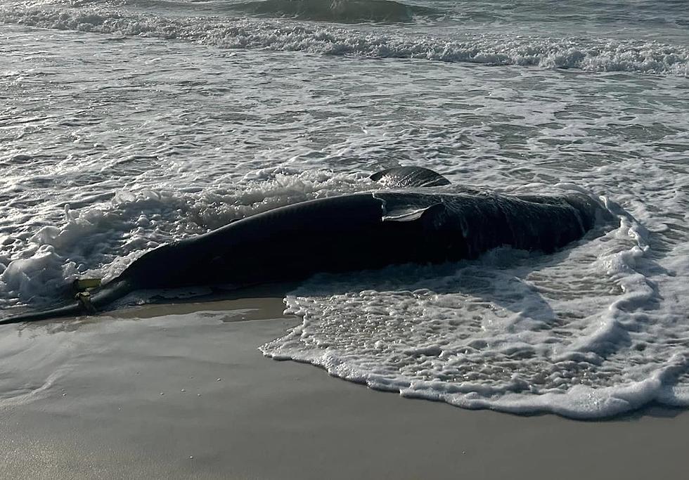 Huge Shark Washes Up on Popular Louisiana Destination Beach