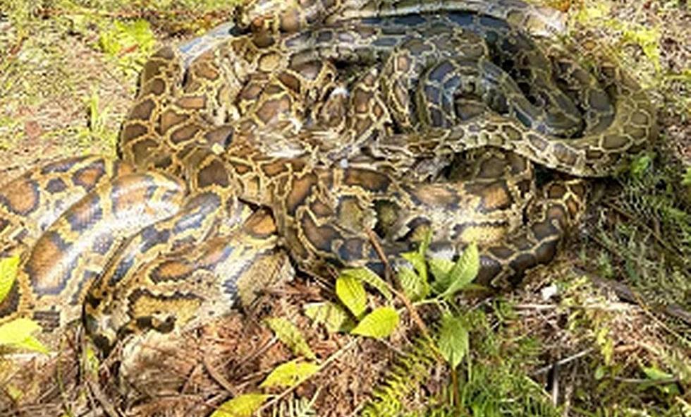 Nasty Discovery of '500 Pounds of Breeding Pythons' in Florida