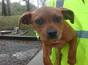 Lafayette, Louisiana Shelter Drops Adoption Fee for Dogs for...