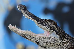 Family in Scott, Louisiana Spots Baby Alligator, Authorities...