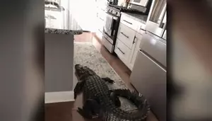 Large Alligator Ends up in Kitchen, Surprised This Hasn’t Happened...