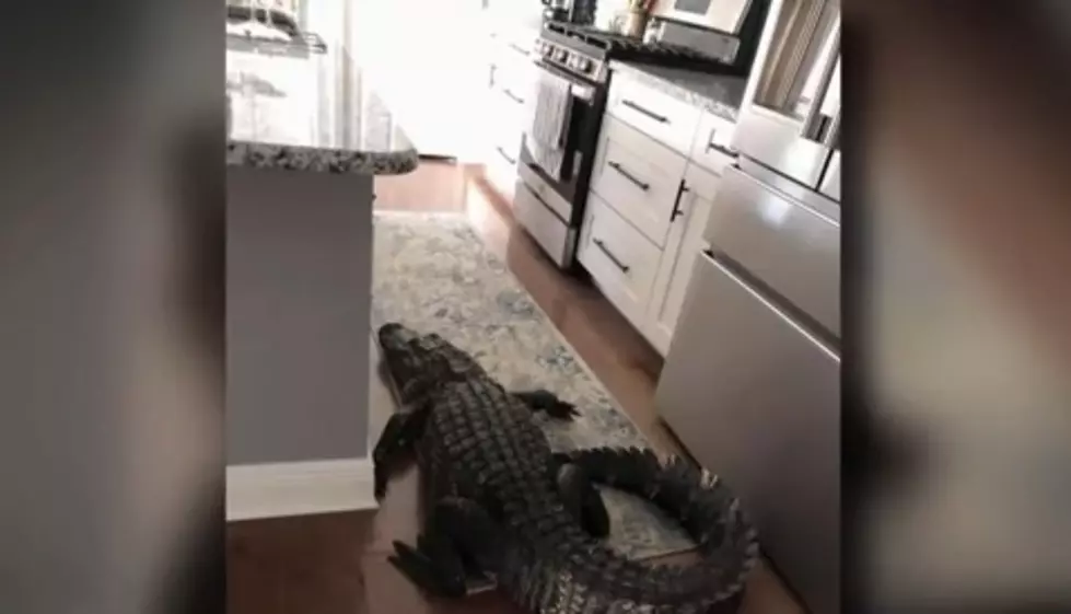 Large Alligator Ends up in Kitchen, Surprised It Wasn't Louisiana