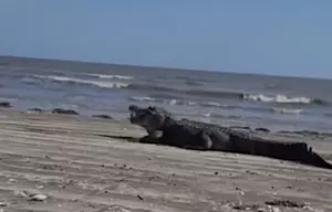 Alligator Decides to Visit Texas Beach to Indulge in a Snack