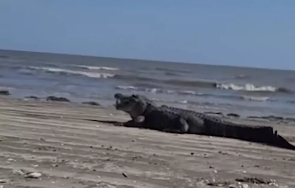 Alligator Decides to Visit Texas Beach to Indulge on Snack