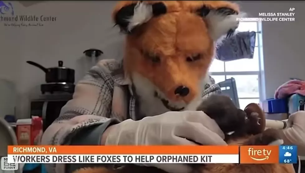 Broadcasters Wear Fox Costumes