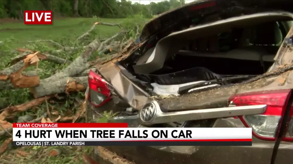 Tree Falls on Vehicle in South Louisiana, Four People Injured