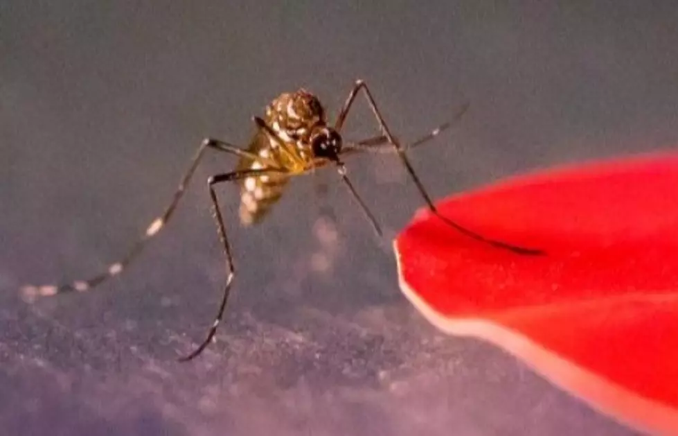 Tips On Fending Off Pesky Mosquitoes in Louisiana with Natural Items
