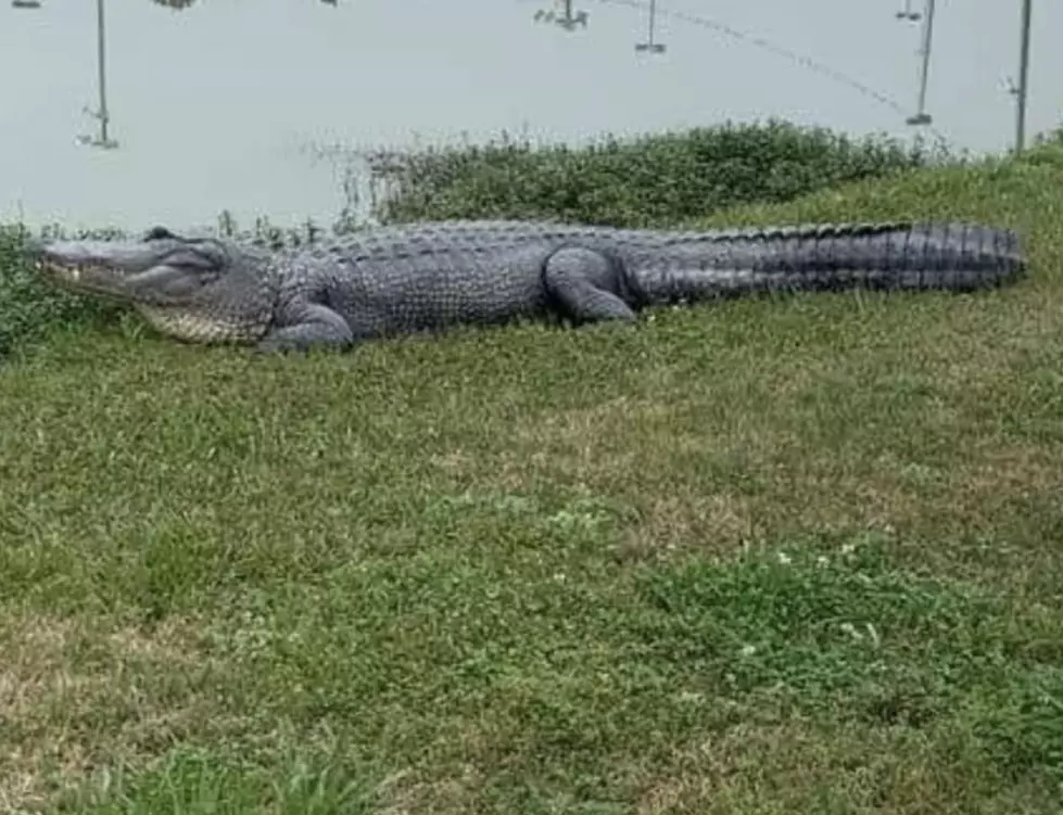 Beloved Alligator in Louisiana Shot and Killed by Authorities