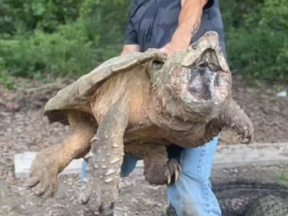 Louisiana Man Catches Huge Turtle, Social Media Reacts to Capture