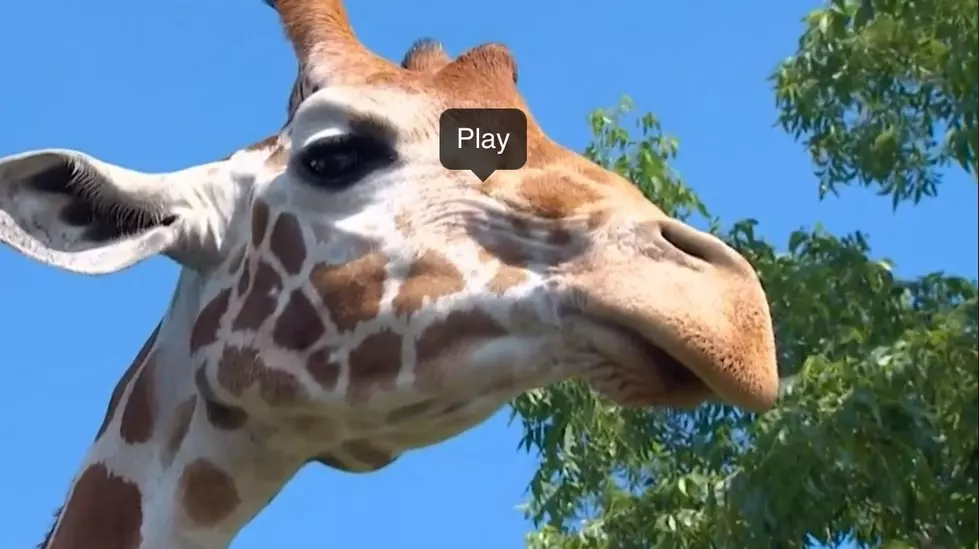 Texas Toddler Gets a Very Close Encounter with a Giraffe