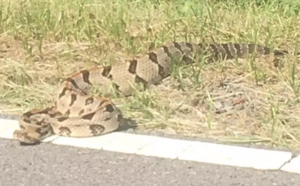 Extremely Large Snake Seen Alongside Louisiana Roadway