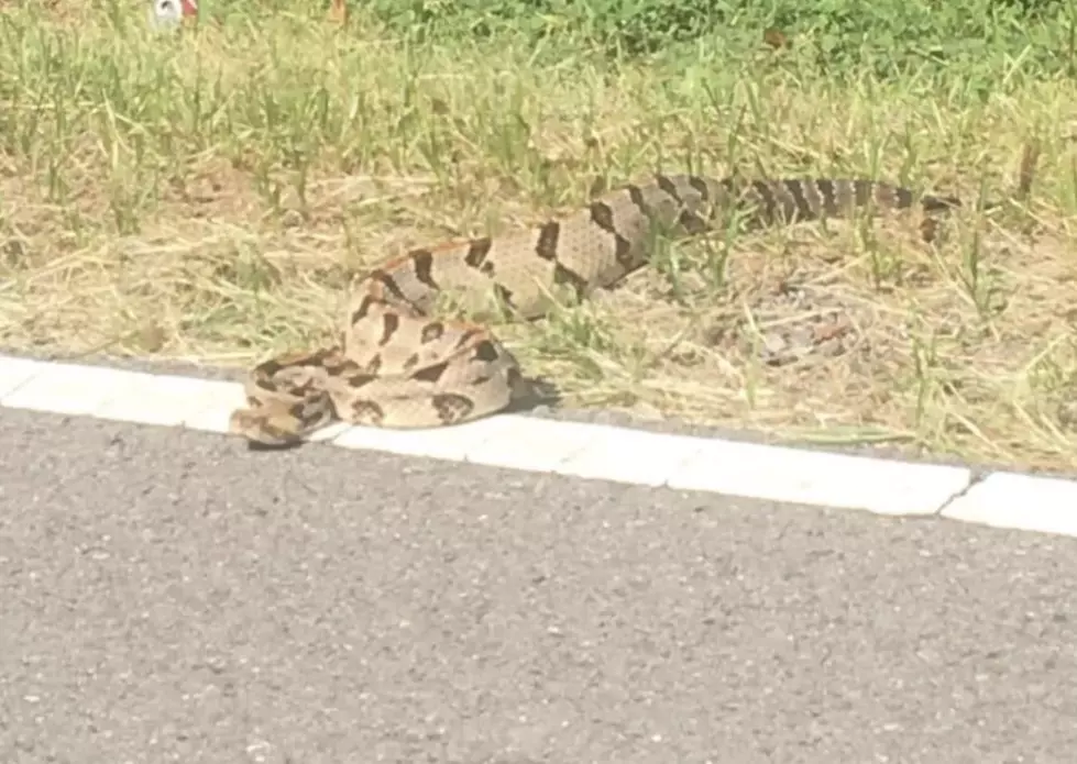 Extremely Large Snake Seen Alongside Louisiana Roadway
