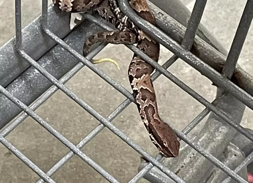 Customer in Louisiana Walmart Store Claims Snake Was in Shopping Cart