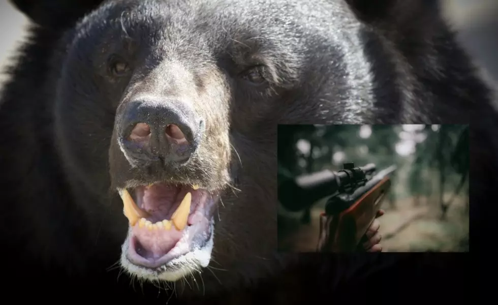 New Bill Signed By Louisiana Governor May Soon Allow Hunters to Kill Black Bears
