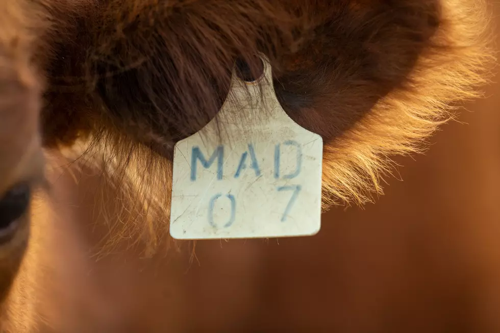 Cow's Ear with Mad Tag