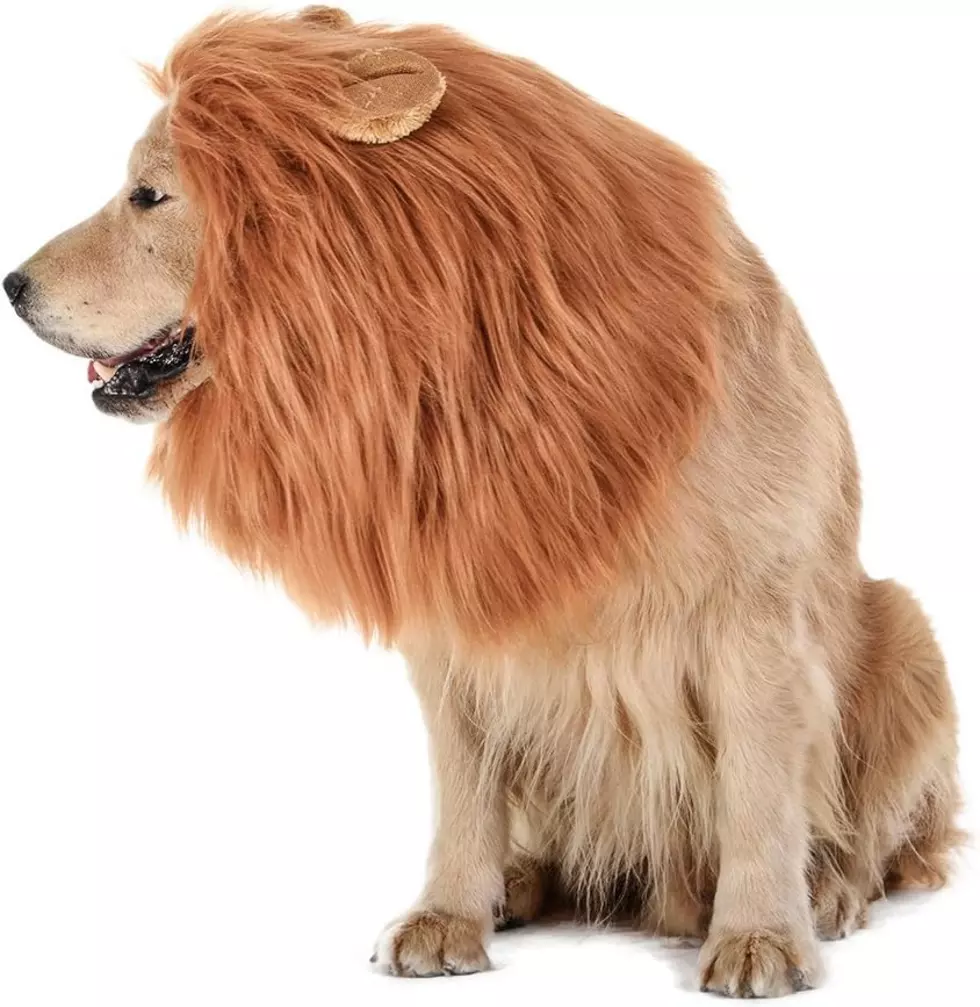 Pet Owners Embrace Louisiana Themes For Halloween Costumes