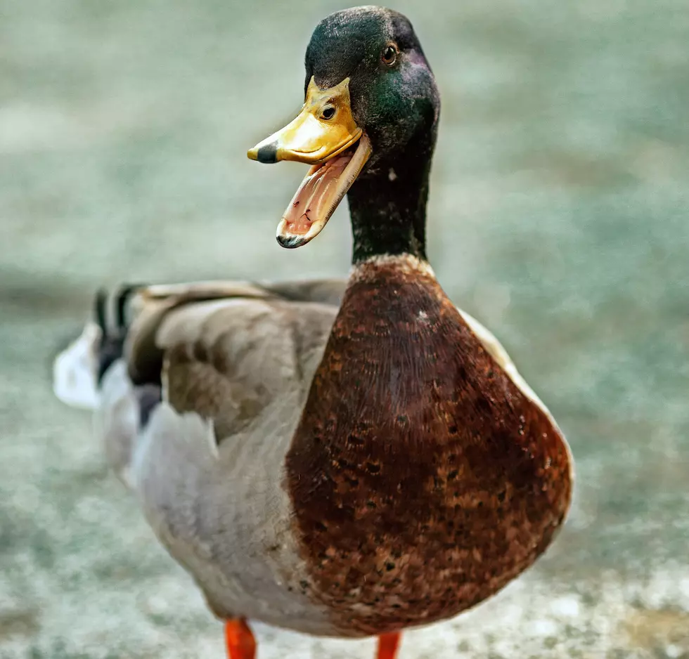 Duck