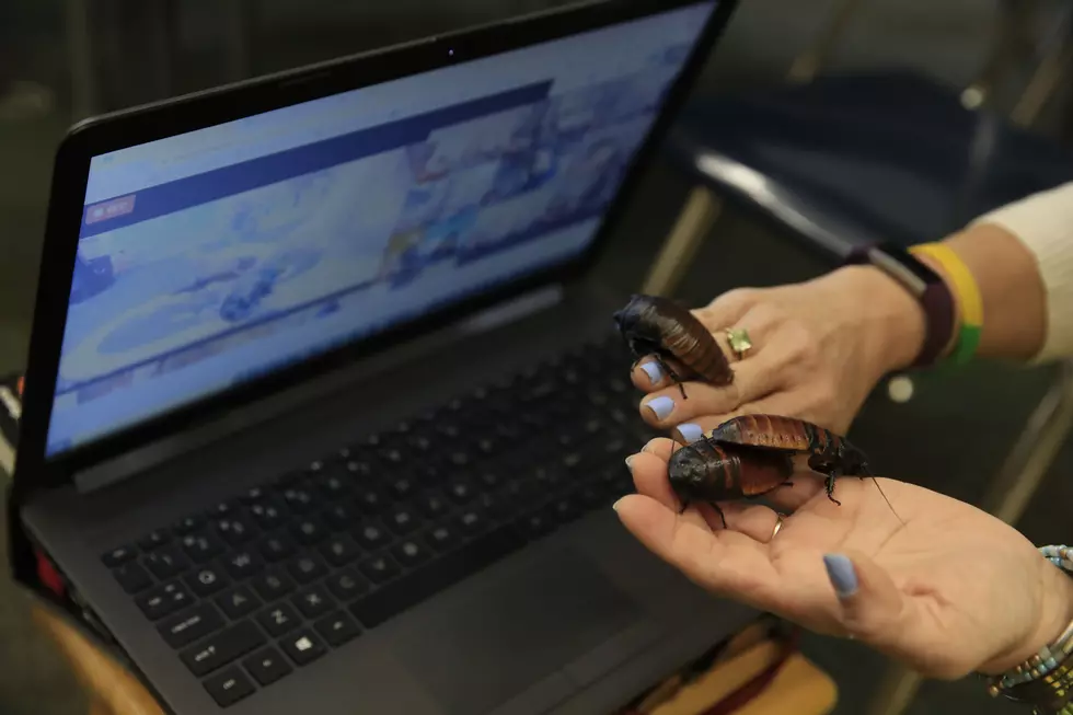 Madagascar Hissing Cockroaches