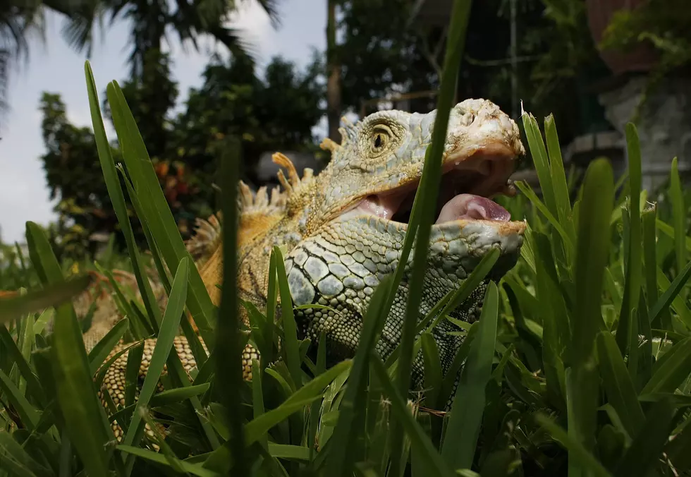 Green Iguana