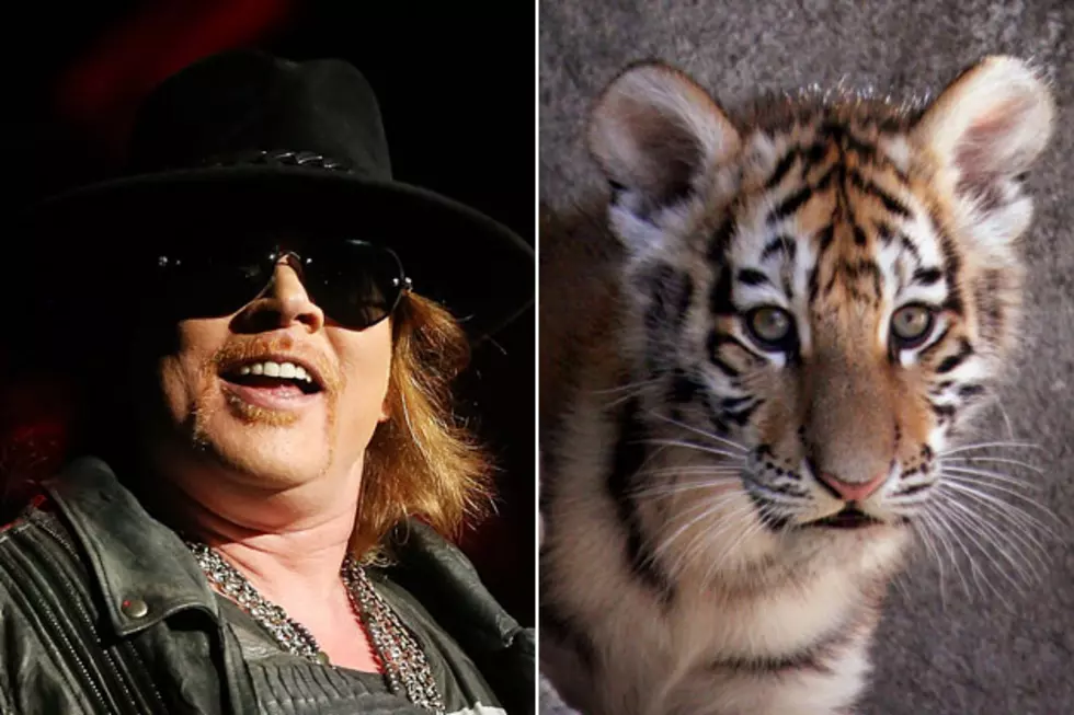 Axl Rose Planning to Buy a Tiger?