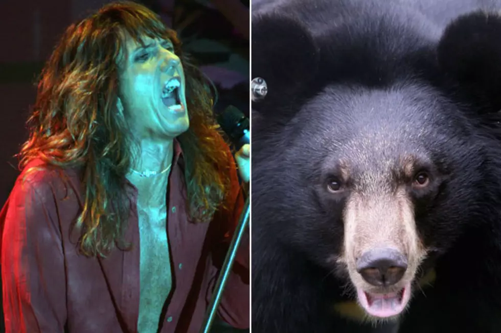 Whitesnake Meets Black Bear