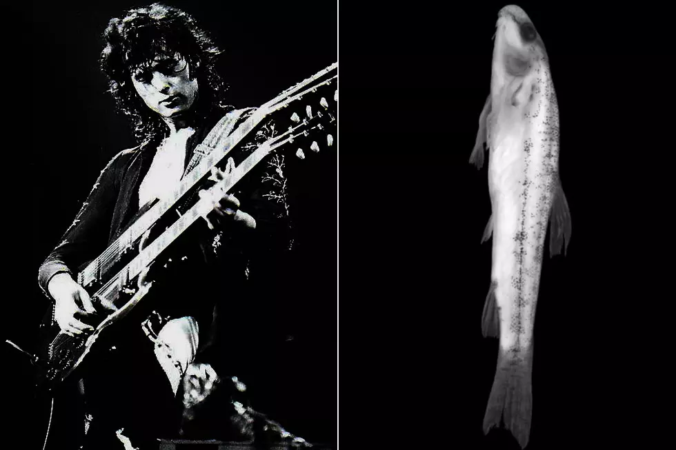 Why a Fish Was Named After Led Zeppelin