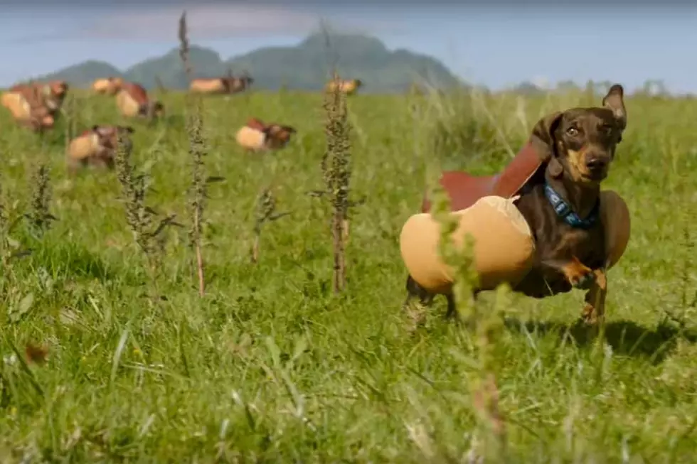 Watch Wiener Dogs Stampede